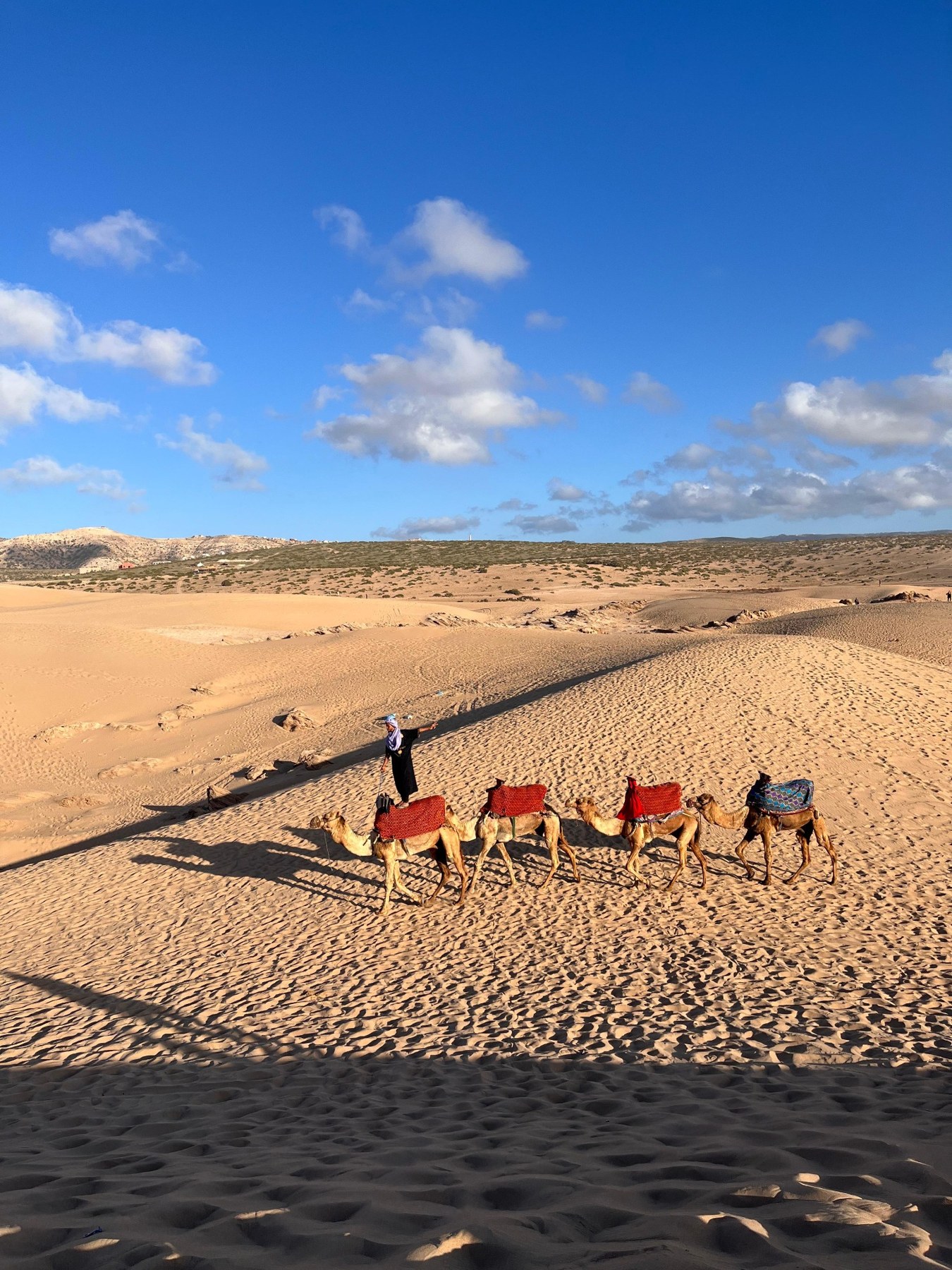 Camels crossing the golden Timlalin dunes